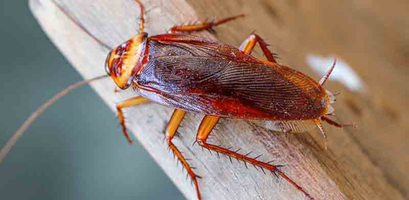 best pest control company