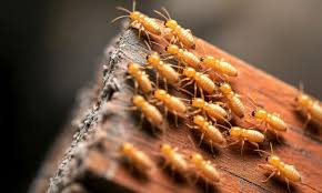 best pest control company