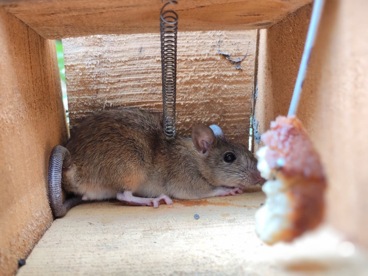 best pest control company