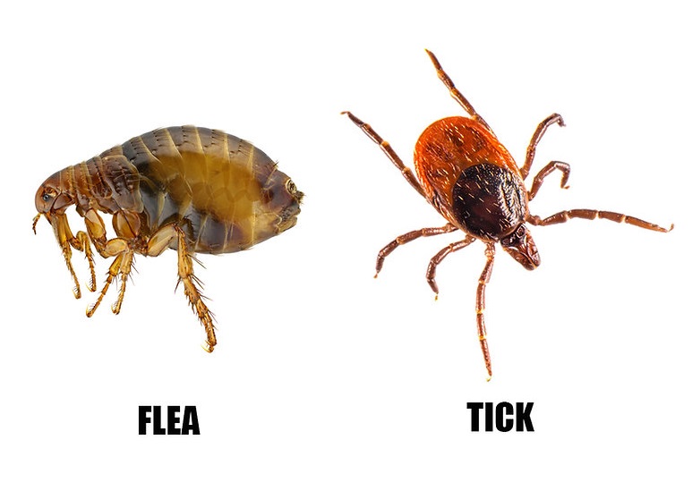 best pest control company