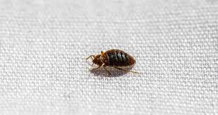 best pest control company