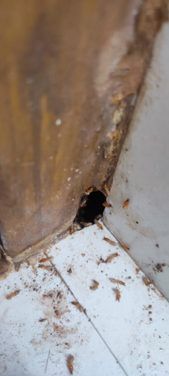 best pest control company