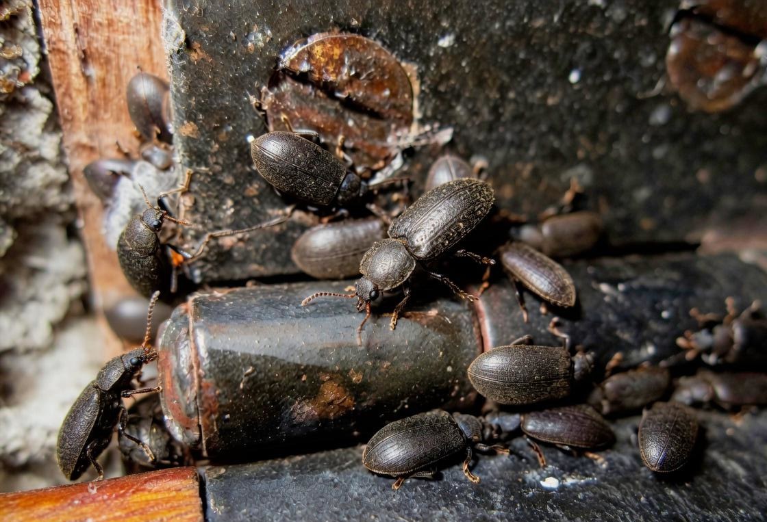 best pest control company