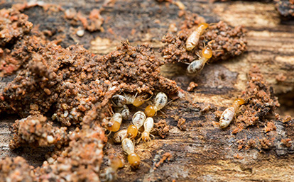 termite control