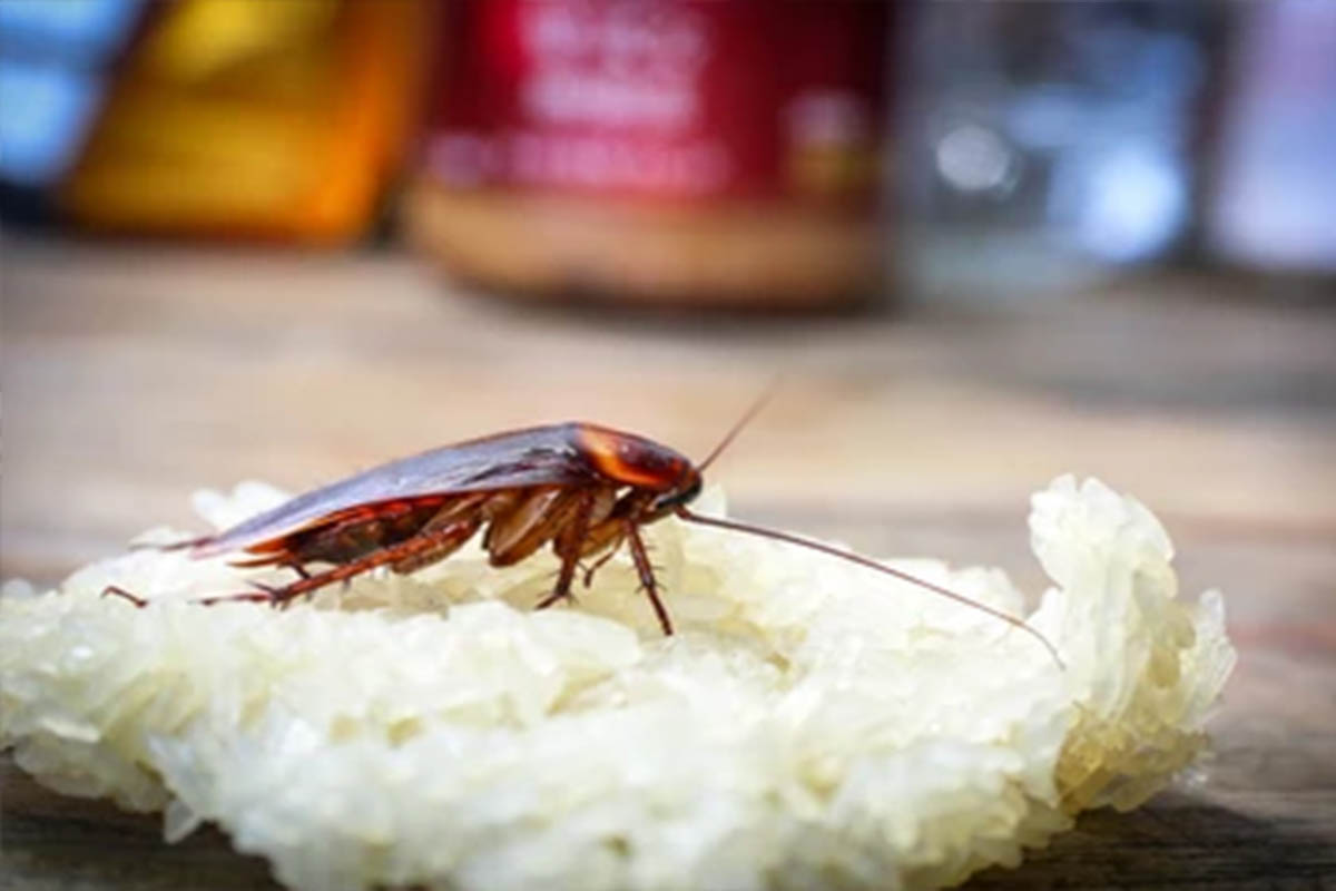 best pest control company