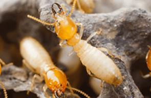 home Fumigation services